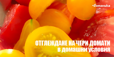 Отглеждане на чери домати в домашни условия