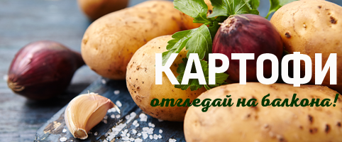 Отглеждане на картофи