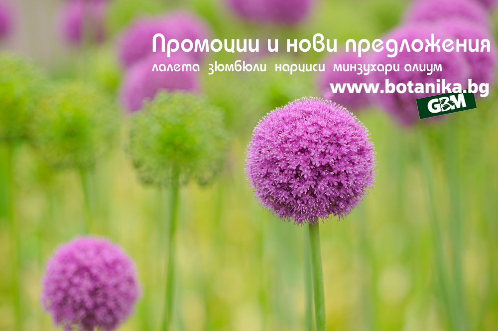 Седмица на алиума