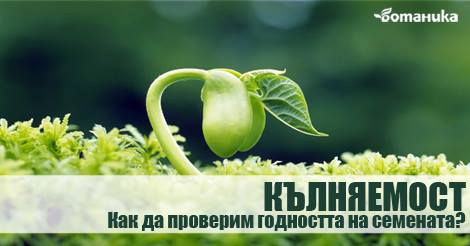 Време е да проверим кълняемостта на семената