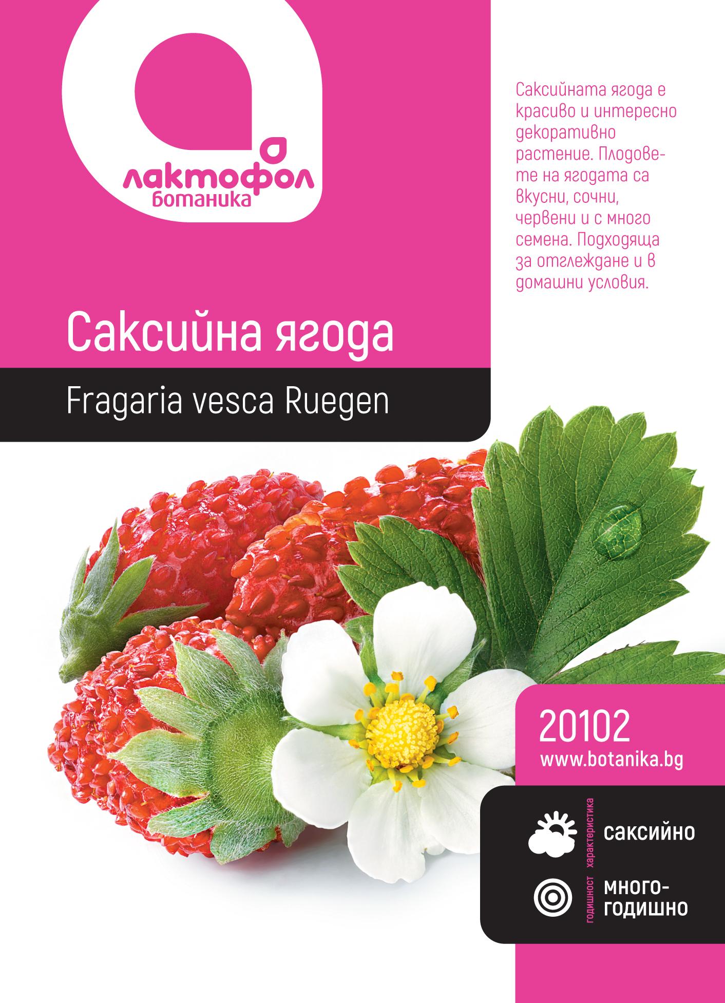 Саксийна ягода