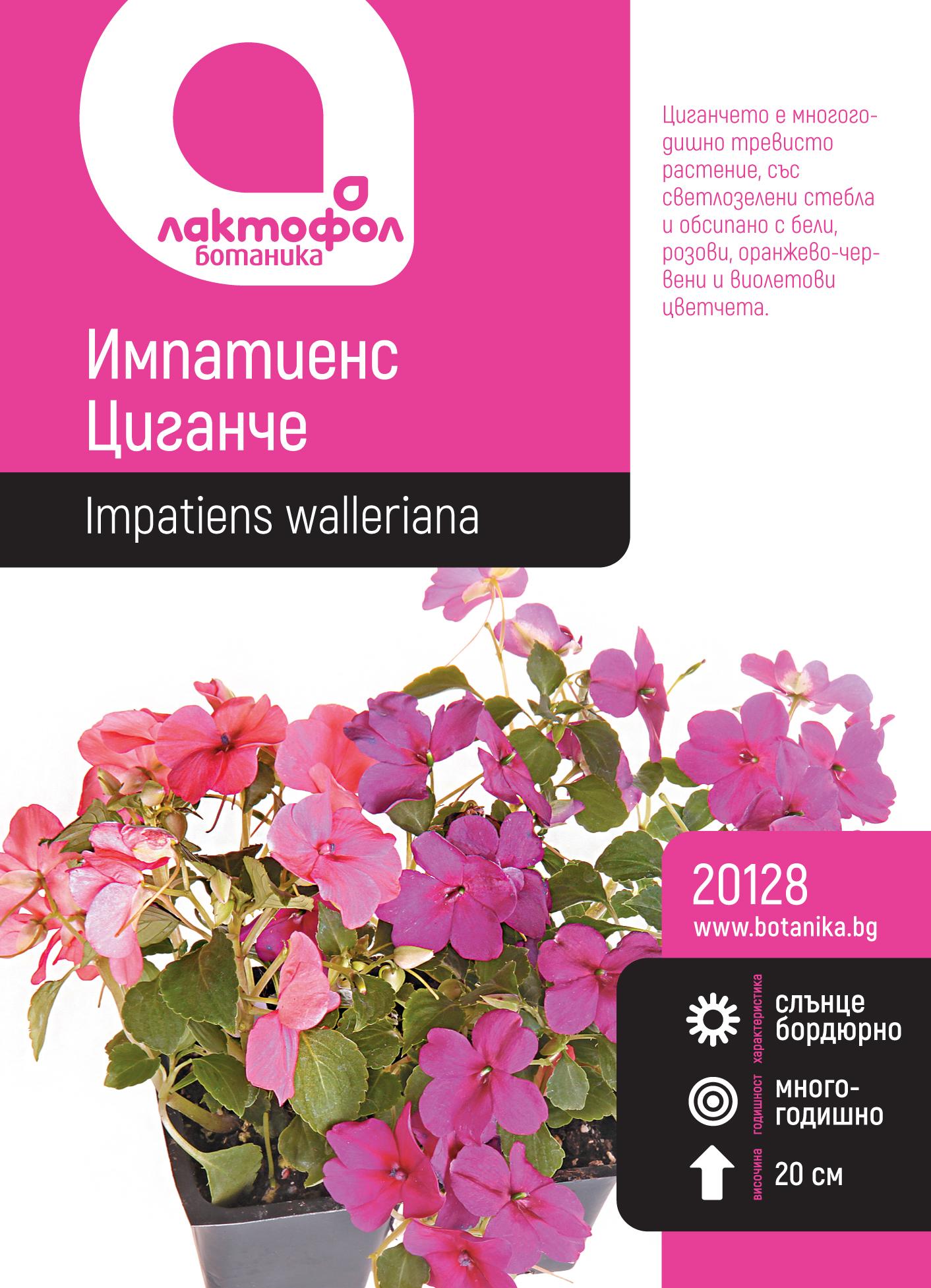 Импатиенс / Циганче