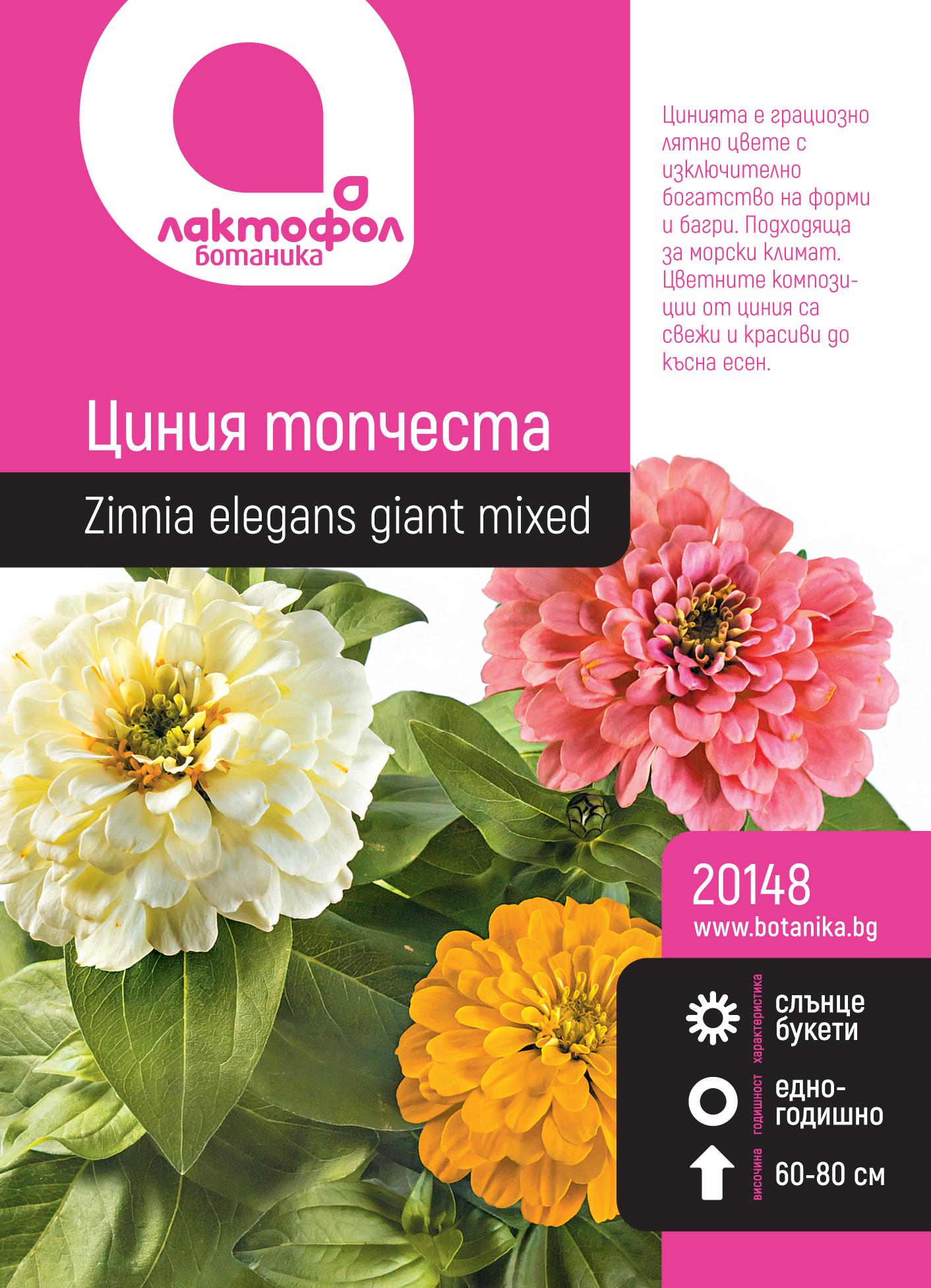 Циния топчеста