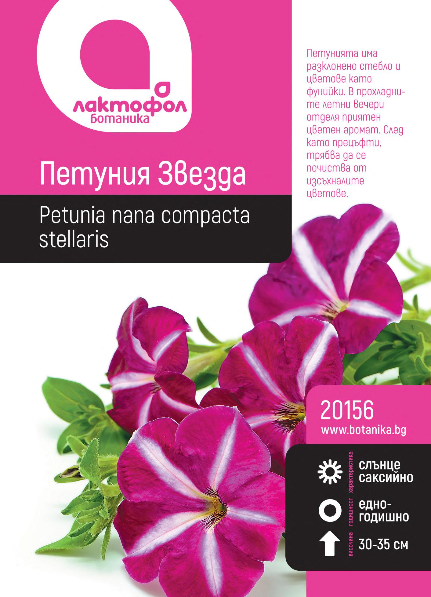 Петуния звезда