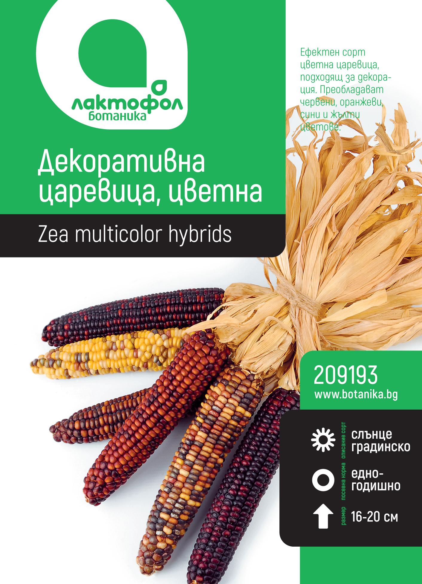 Декоративна царевица