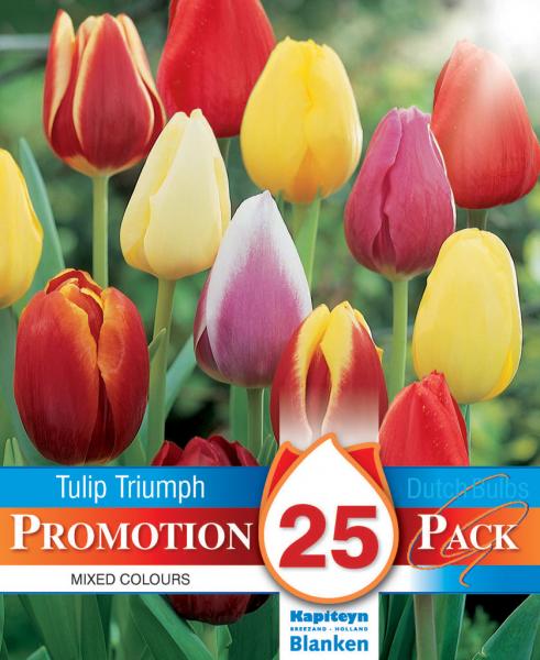 Промоционален пакет ЛАЛЕТА TRIUMPH микс цветове 10/11 25 бр.