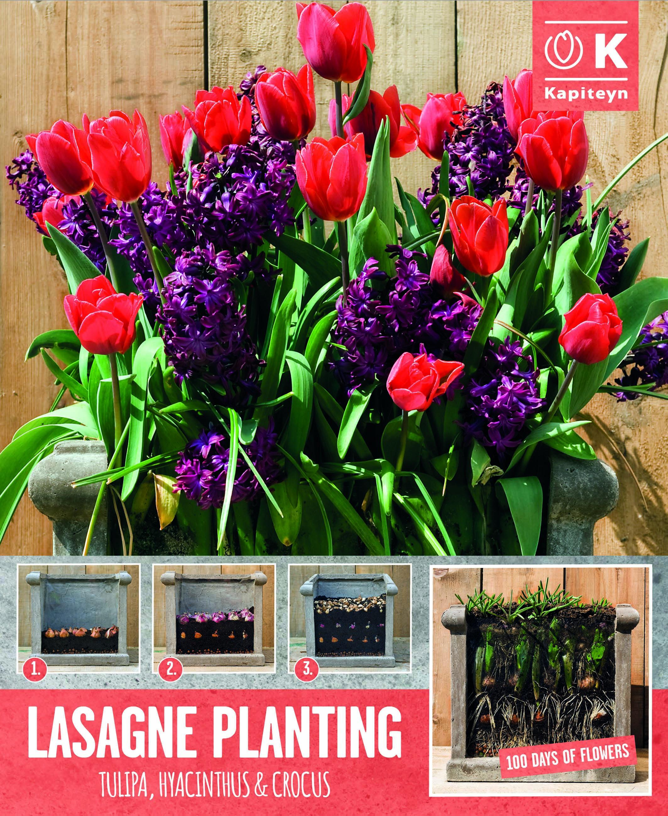 Пакет ЛАЗАНЯ RED/PURPLE 40 бр.