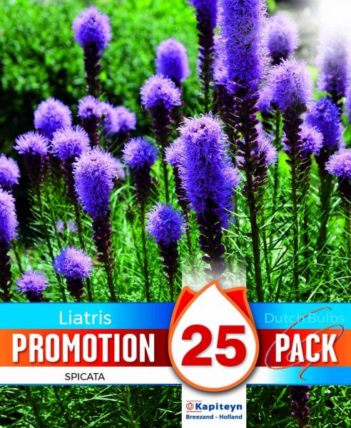Промо Лиатрис Spicata 25 бр. 10/12