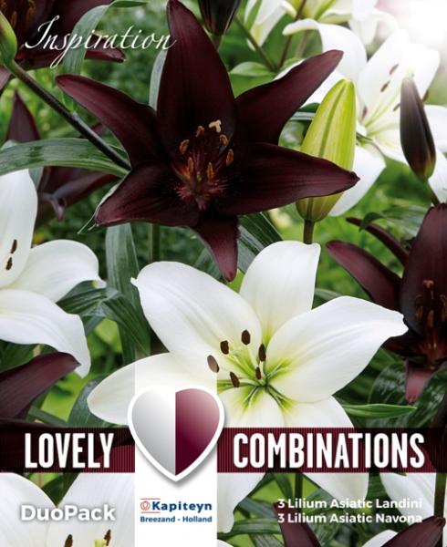 Комбинация Лилиум Asiatic бяло/черно 4 бр.