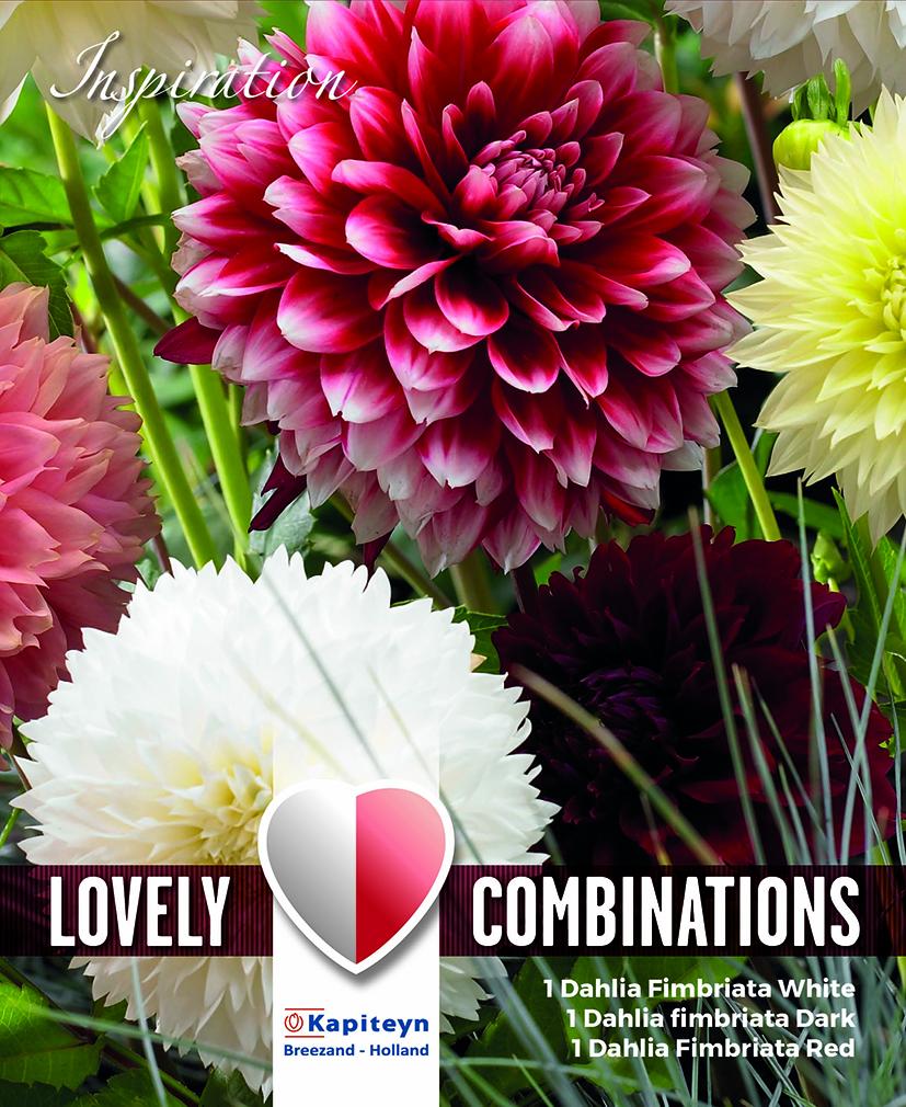 Комбинация Далия - червено и бяло 3 бр.