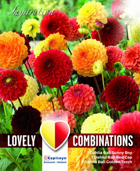 Комбинация Далия помпон червена, оранжева и жълта 3 бр.