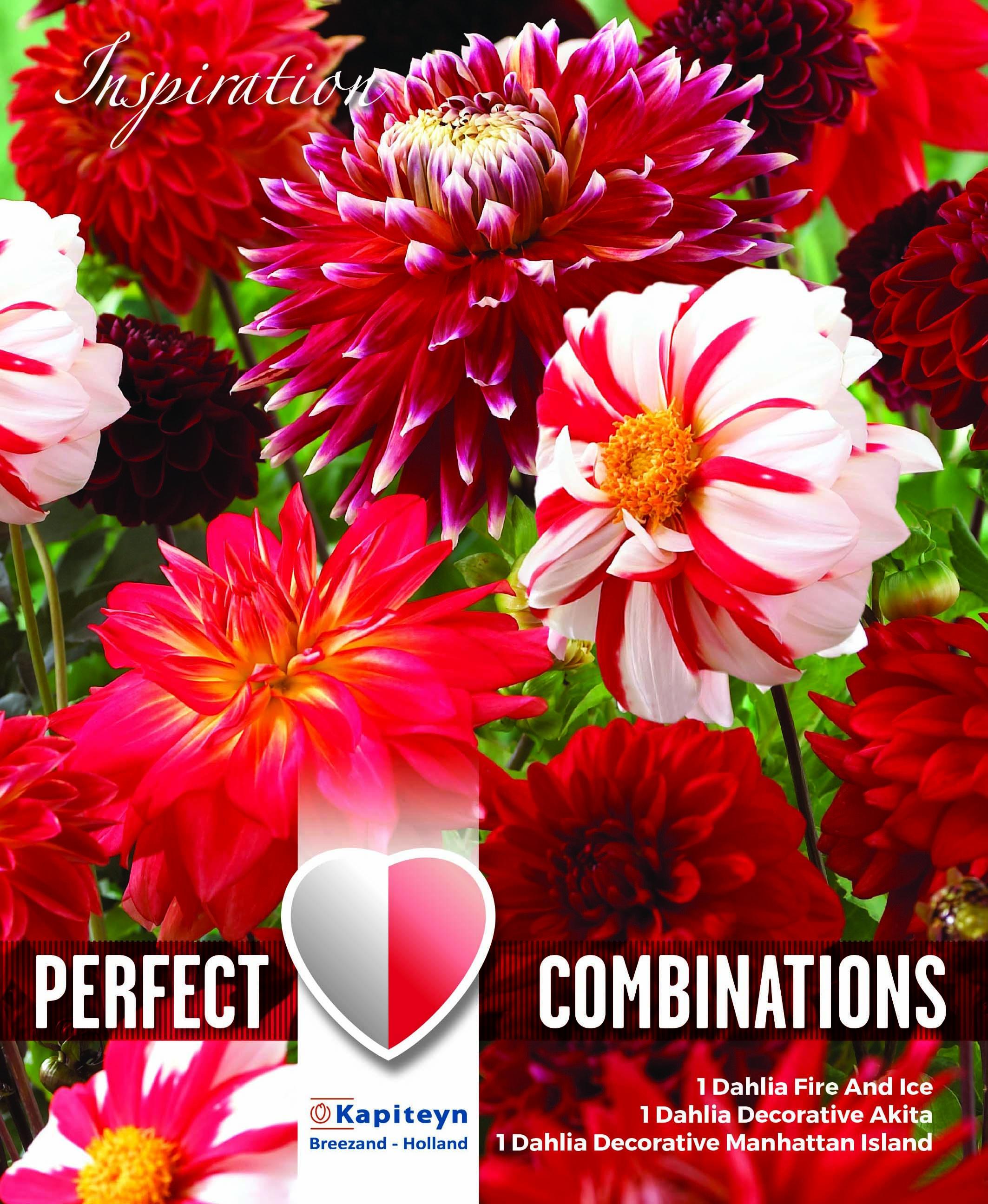 Комбинация Далия червена и бяла 3 бр.