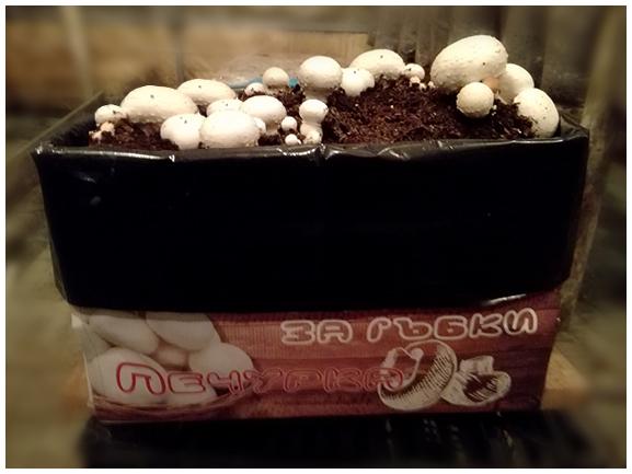 Къща за гъбки - Печурка