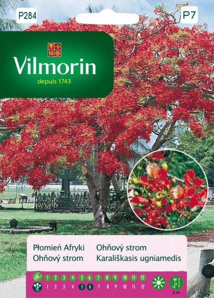 Огнено дърво