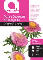 Астра бордюрна / Богородичка