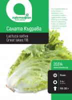 Салата Къдрава